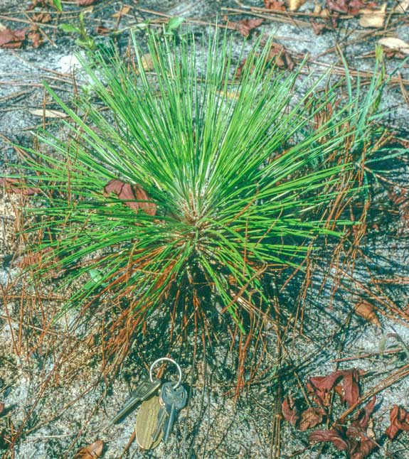 Pines seedling 