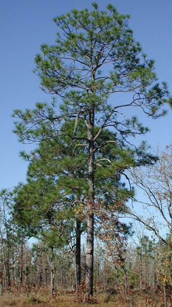 A mature longleaf pine