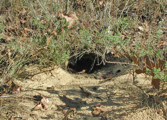 Gopher tortoise burrow